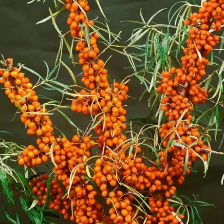 Обліпиха Фругана (жінка) 1.5 л