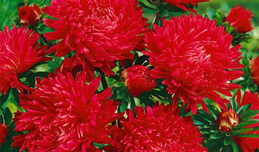 Насіння айстри Кінг Сайз червона /0,2 г/ *ЕлітСорт*