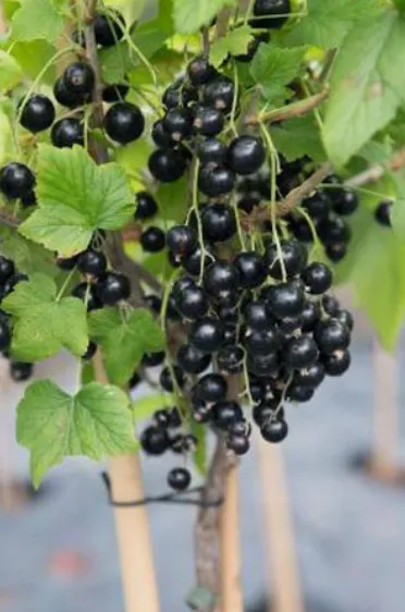 Чорна смородина на штамбі (Черешнева)