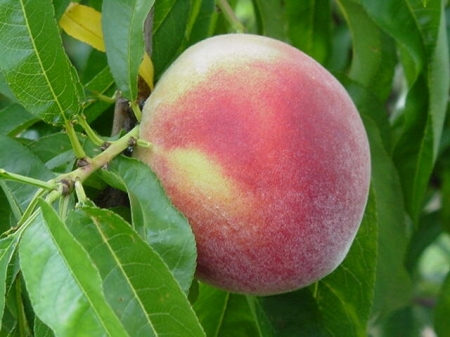 product1