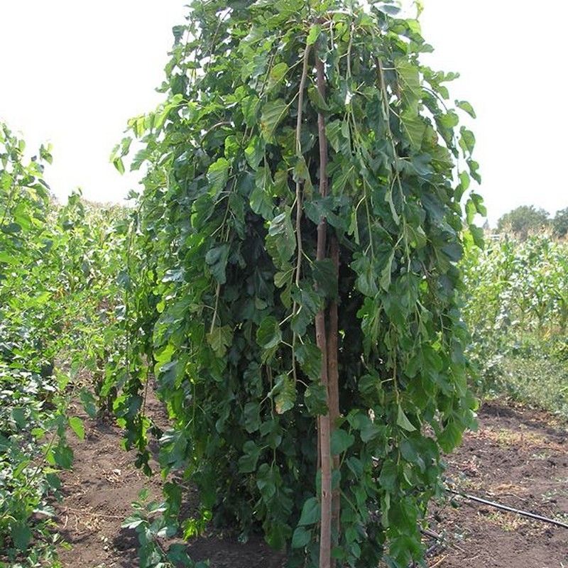product1