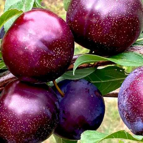 Нектакотум (пізня)