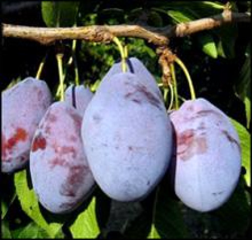 Трудівниця Мліїва