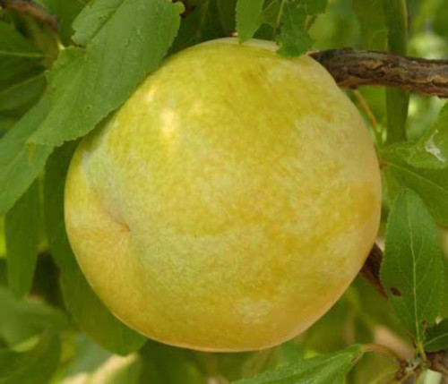 Флавор Квін (середня)