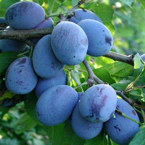 Стенлей (пізня)