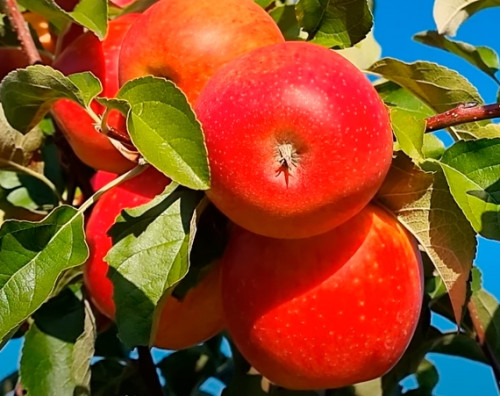 Пінова (середня)