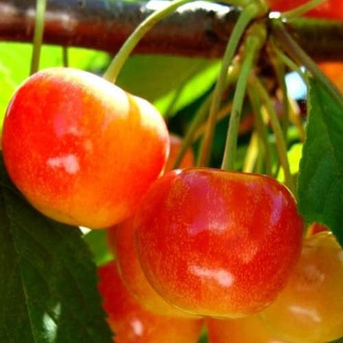 Ніжність (середньо-пізня)