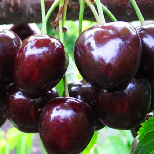 Мелітопольська рання