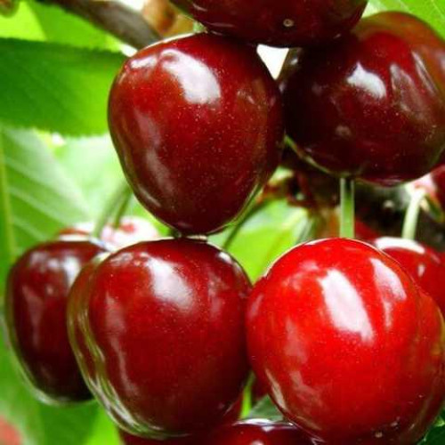 Крупноплідна червона (пізня)