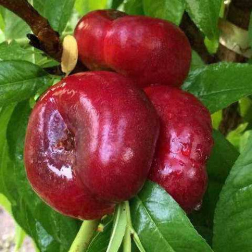 Донат (середній)