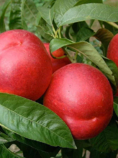 Харблейз (середній)