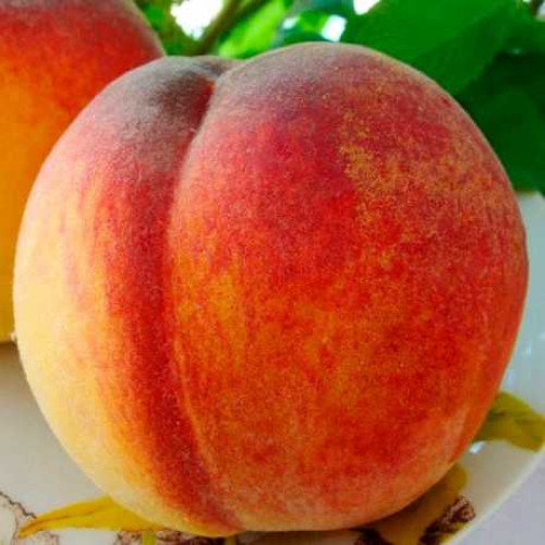 Вулкан (ранній)