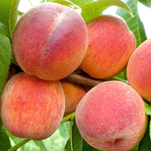 Київський (ранній)