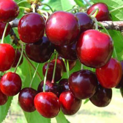 Самміт (середня)