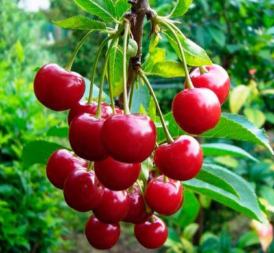 Шпанка (рання)