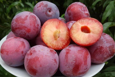 Оцарк Прем`єр (середня)