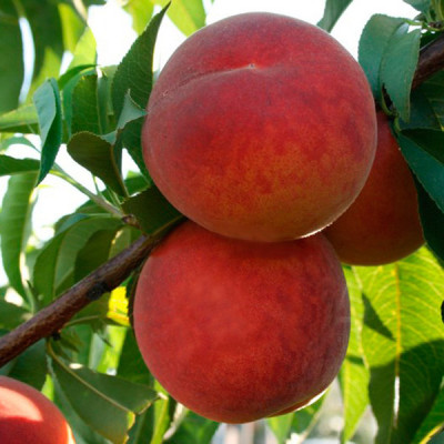 Тендрес (пізній)