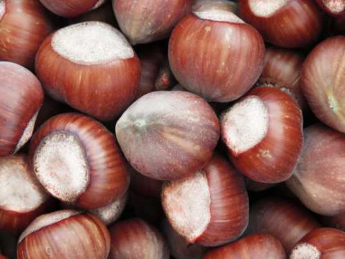 Каталонський