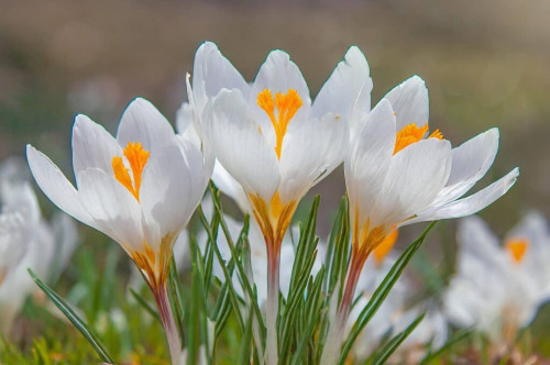 Крокус Жанна Дарк 7/8 (р9)