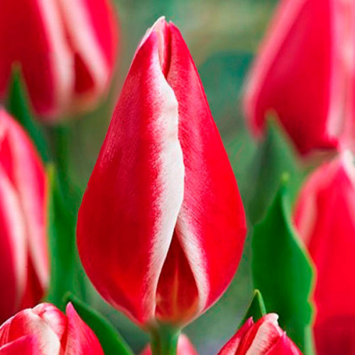 Тюльпан Гігантський Nashville 10/11 (р9)