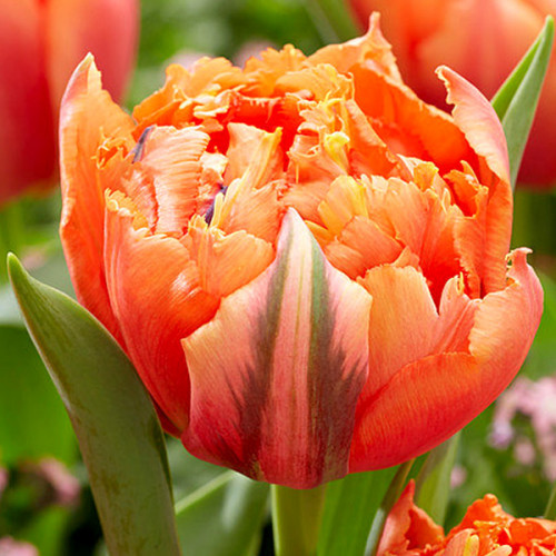 Тюльпан Махровий Royal Centennial 11/12 (р9)