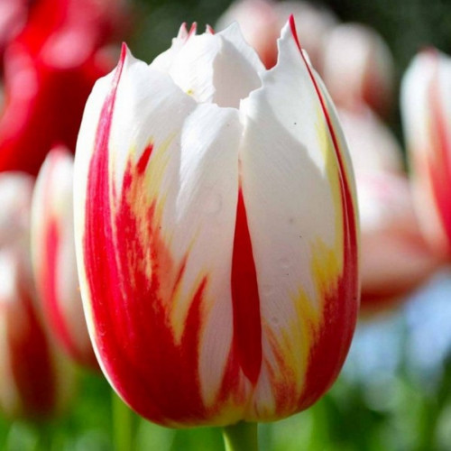 Тюльпан Тріумф Happy Generation 10/11 (р9)