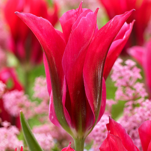 Тюльпан Вірідіфлора Doll’s minuet 10/11 (р9)