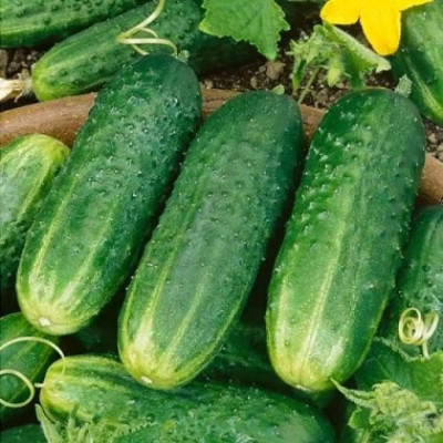 Огірок Анулька F1 (Елітсорт) 2 г
