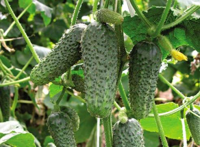 Огірок Кущовий (Елітсорт) 2 г