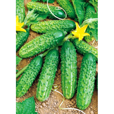 Огірок Малиш (Елітсорт) 1.5 г