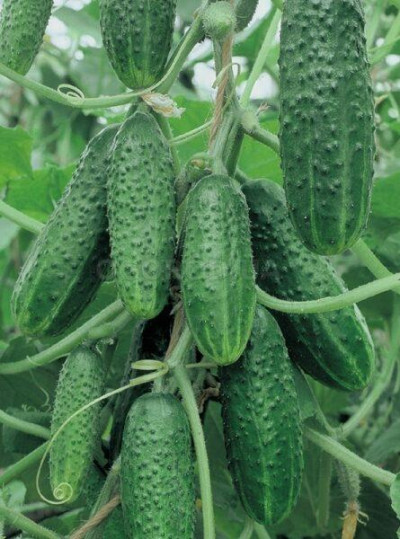 Огірок Виноградне гроно (Елітсорт) 20 шт