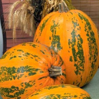 Гарбуз Український багатоплідний (Елітсорт) 12 шт