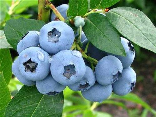 Лохина Блюголд (Bluegold),40 л рання