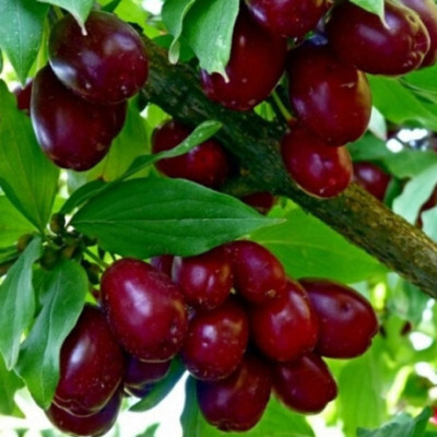 Кизил Радість (привитий) 2-х річний