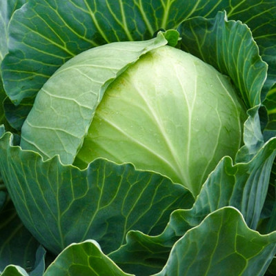 Капуста білоголова Агресор F1 (Садиба) 20шт