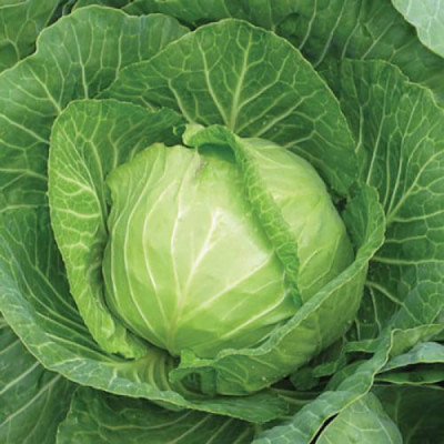 Капуста Димерська 7 (Елітсорт) 1 г