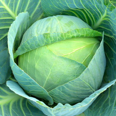 Капуста Білосніжка (Елітсорт) 3 г