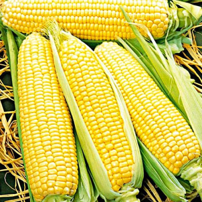 Кукурудза цукрова Делікатесна (Садиба) 100г