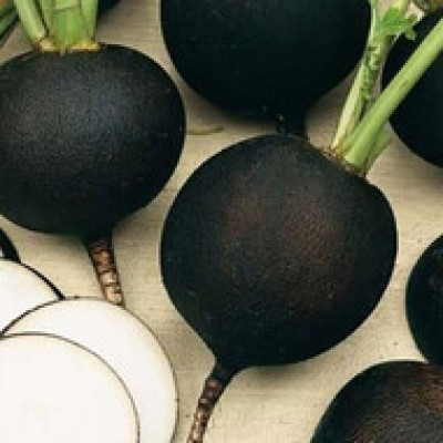 Редька зимова Сквирська чорна (Елітсорт) 3 г