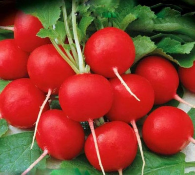 Редиска Жара (Елітсорт) 3 г