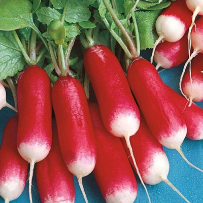 Редиска пернот (Елітсорт) 3 г