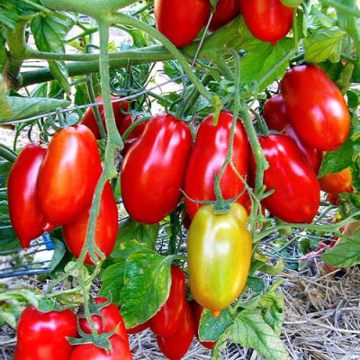 Томат Рома (Флора маркет) 0.1 г