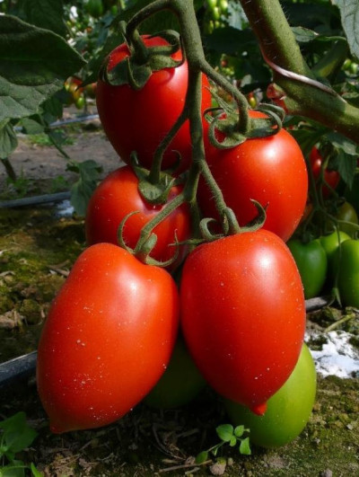 Томат Сливка гігант червоний (Флора маркет)  0.1 г