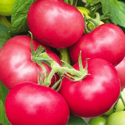 Томат Рожева перлина (Флора маркет) 0.1 г