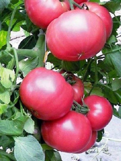 Томат Рожевий мед (Флора маркет) 0.1 г