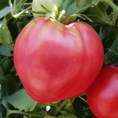 Томат Рожевий фламінго (Флора маркет) 0.1 г