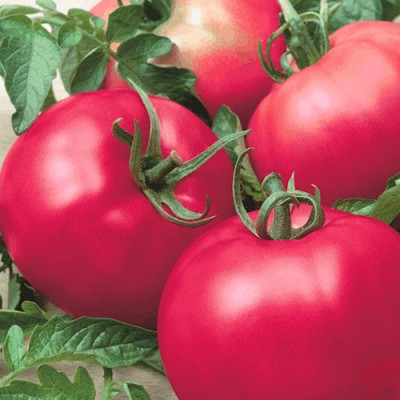 Томат Рання любов (Флора маркет) 0.1 г