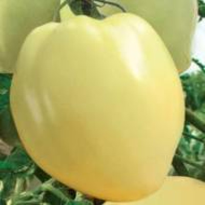 Томат Волове серце Біле (Флора маркет) 0.1 г