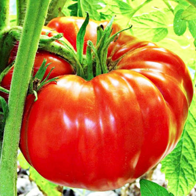 Томат Шапка Мономаха (Флора маркет) 0.1 г