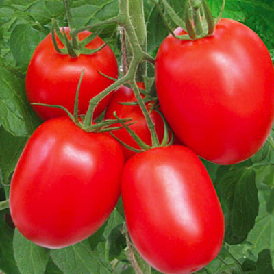 Томат Міссурі (Флора маркет) 0.1 г